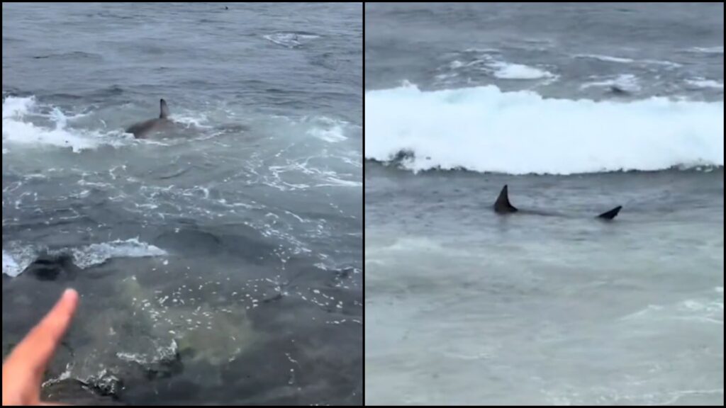 Αυστραλία:-Δεκάδες-καρχαρίες-βγήκαν-στα-ρηχά-δημοφιλούς-παραλίας-(βίντεο)