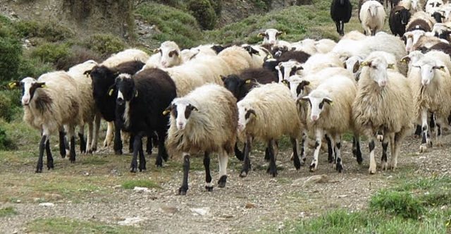 Στη φυλακή πατέρας και γιοι που έκλεψαν τουλάχιστον 850 πρόβατα στο Λασίθι Στη-φυλακή-πατέρας-και-γιοι-που-έκλεψαν-τουλάχιστον-850-πρόβατα-στο-Λασίθι