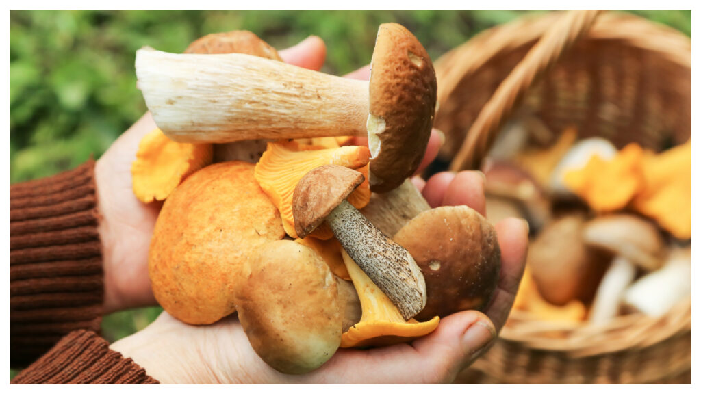 Εκτός-κινδύνου-το-ζευγάρι-που-έφαγε-δηλητηριώδη-μανιτάρια-–-Δεν-θα-γίνει-μεταμόσχευση